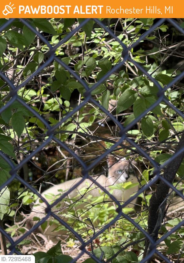 Found/Stray Unknown Cat last seen Rochester rd and avon , Rochester Hills, MI 48307