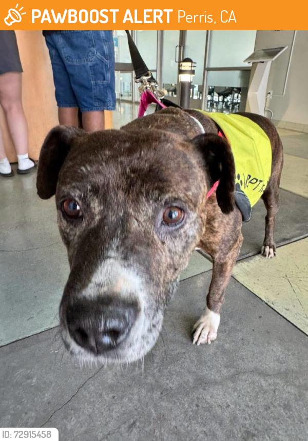 Found/Stray Female Dog last seen Currently at the San Jacinto county shelter. , Perris, CA 92570