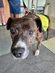 Found/Stray Female Dog last seen Currently at the San Jacinto county shelter. , Perris, CA 92570