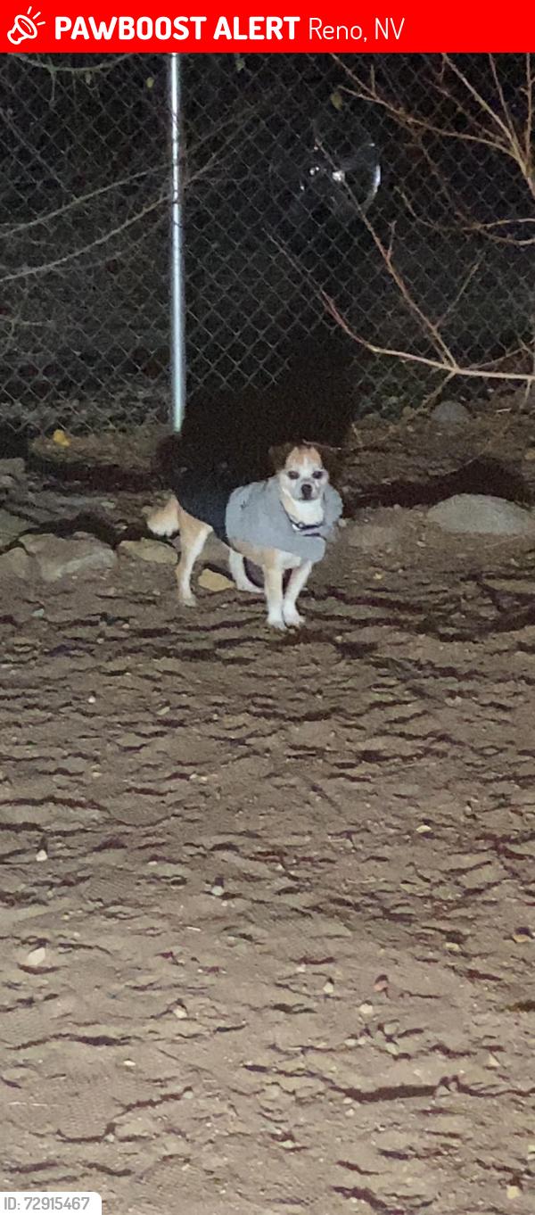 Lost Male Dog last seen Limkin st, Reno, NV 89508