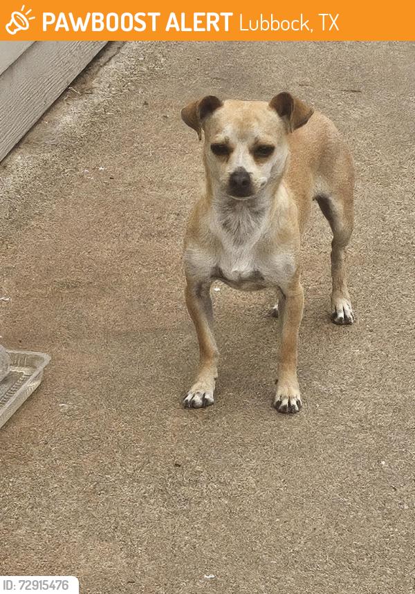 Found/Stray Male Dog last seen  30th street and Ave w, Lubbock, TX 79411
