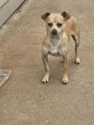 Found/Stray Male Dog last seen  30th street and Ave w, Lubbock, TX 79411