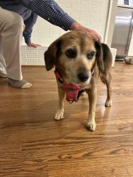 Reunited Female Dog last seen Chick Springs Rd , Greenville, SC 29609