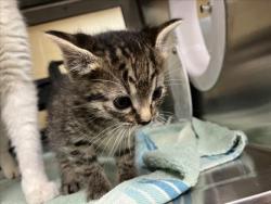 Shelter Stray Unknown Cat last seen Near BLOCK S SENECA ST, WICHITA KS 67217, Wichita, KS 67219