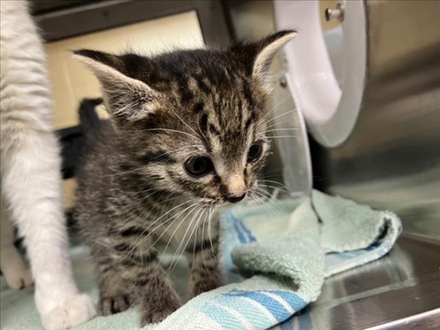 Shelter Stray Unknown Cat last seen Near BLOCK S SENECA ST, WICHITA KS 67217, Wichita, KS 67219