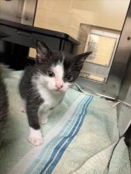 Shelter Stray Unknown Cat last seen Near BLOCK S SENECA ST, WICHITA KS 67217, Wichita, KS 67219