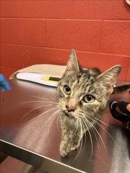 Shelter Stray Female Cat last seen Near BLOCK S EXCHANGE PL, WICHITA KS 67217, Wichita, KS 67219