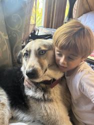 Lost Female Dog last seen L street in national City Ca 91950, National City, CA 91950