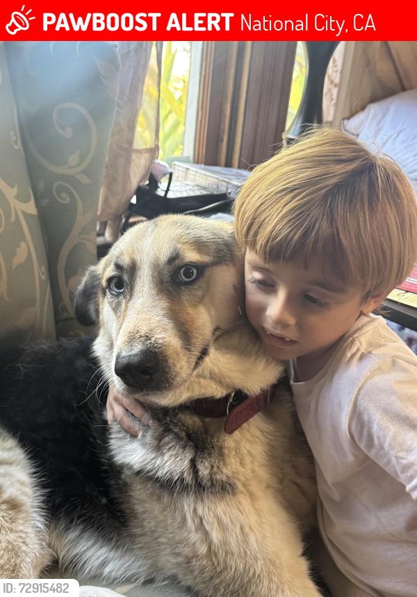 Lost Female Dog last seen L street in national City Ca 91950, National City, CA 91950
