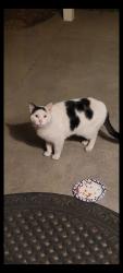 Found/Stray Unknown Cat last seen Hearts and Rainbows Preschool, Spokane, WA 99223