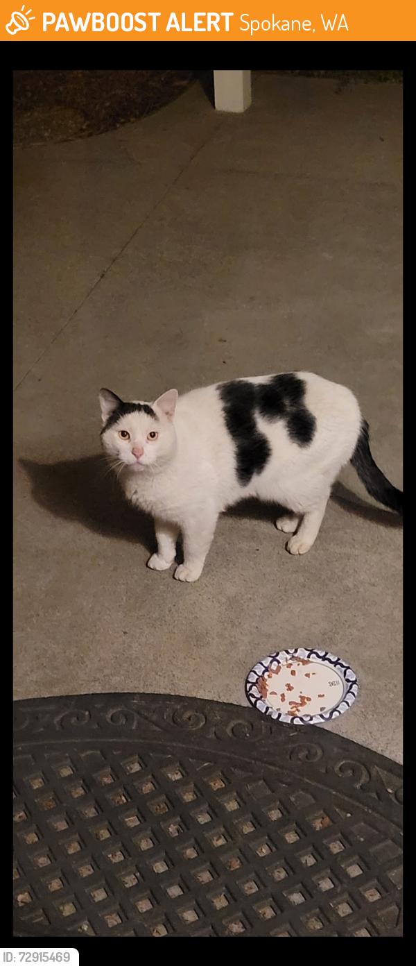 Found/Stray Unknown Cat last seen Hearts and Rainbows Preschool, Spokane, WA 99223