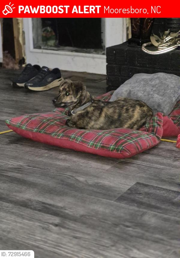 Lost Male Dog last seen Hamricks Grill, Mooresboro, NC 28114