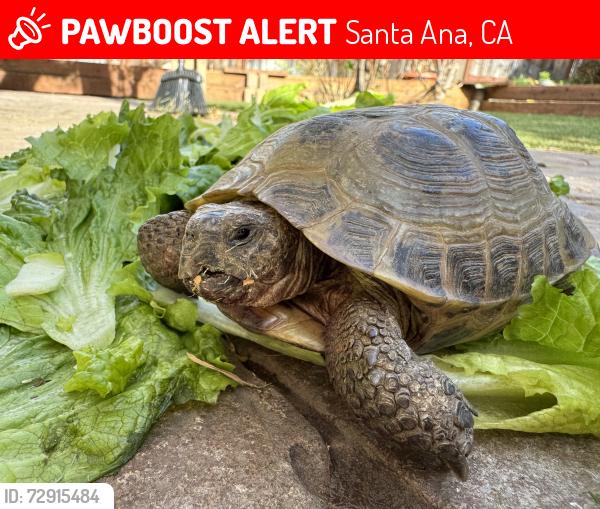 Lost Male Reptile last seen Bristol St, Santa Ana, CA 92706