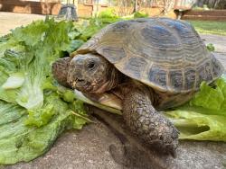Lost Male Reptile last seen Bristol St, Santa Ana, CA 92706