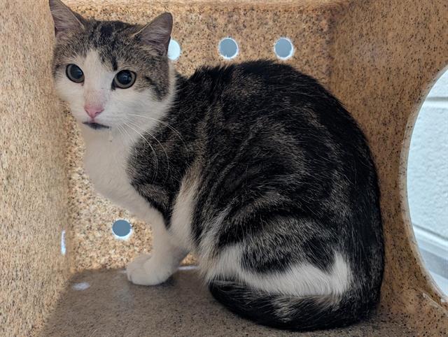 Shelter Stray Female Cat last seen Near BLOCK S VALLEJO ST, DENVER CO 80223, Denver, CO 80223