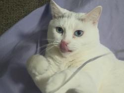 Reunited Female Cat last seen Chester, PA, USA, Chester, PA 19013