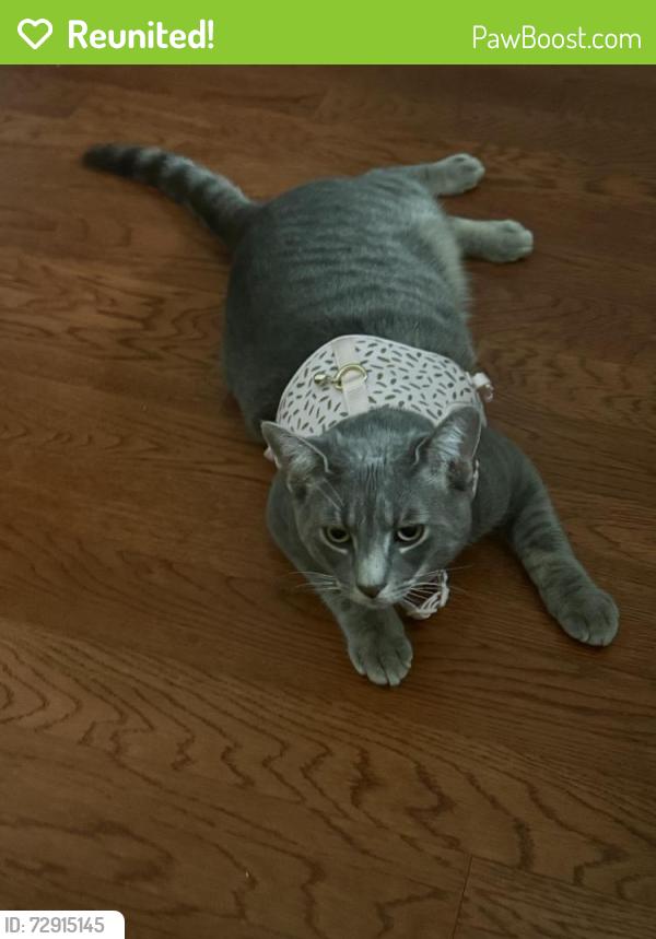 Reunited Male Cat last seen South Alafaya and Stone Abbey Blvd, Orlando, FL 32828
