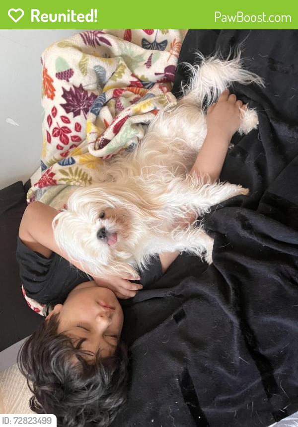 Reunited Female Dog last seen City of orange police station , City of Orange, NJ 07050
