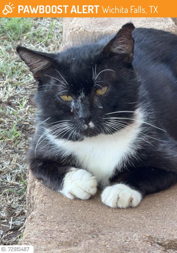 Found/Stray Male Cat last seen Carol Ann St, Wichita Falls, TX 76309