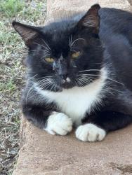 Found/Stray Male Cat last seen Carol Ann St, Wichita Falls, TX 76309