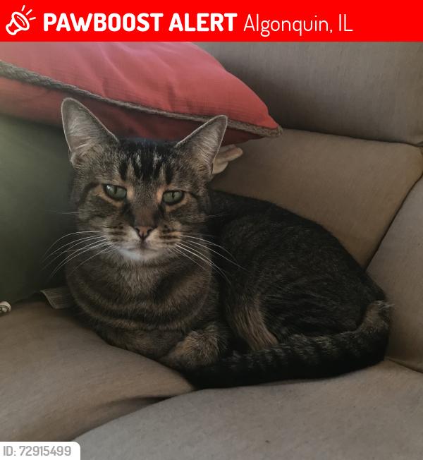 Lost Male Cat last seen Clover drive/white hall drive , Algonquin, IL 60102