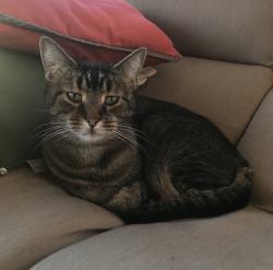 Lost Male Cat last seen Clover drive/white hall drive , Algonquin, IL 60102