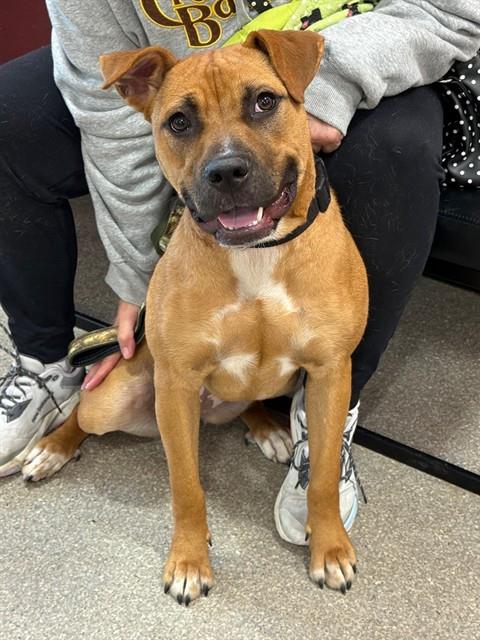 Shelter Stray Female Dog last seen Near BLOCK LARCHMONT, Watterson Park, KY 40218
