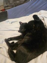 Reunited Male Cat last seen Morganton Rd., Fayetteville, NC 28314