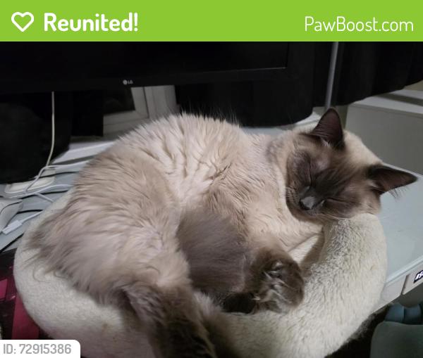 Reunited Male Cat last seen Near E 9th Ave hmstd, PA 15120, Homestead, PA 15120