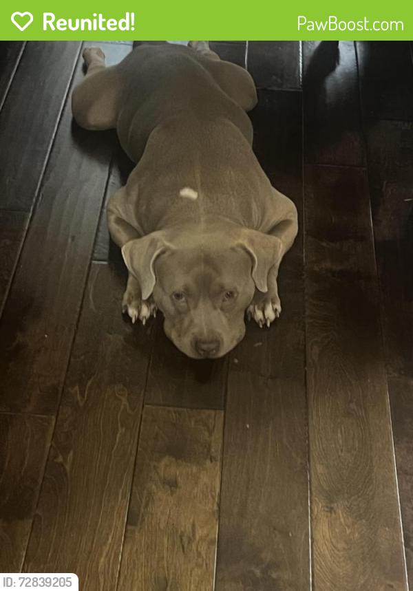 Reunited Male Dog last seen Near Iron Gate in Jonesboro , Irondale, GA 30238