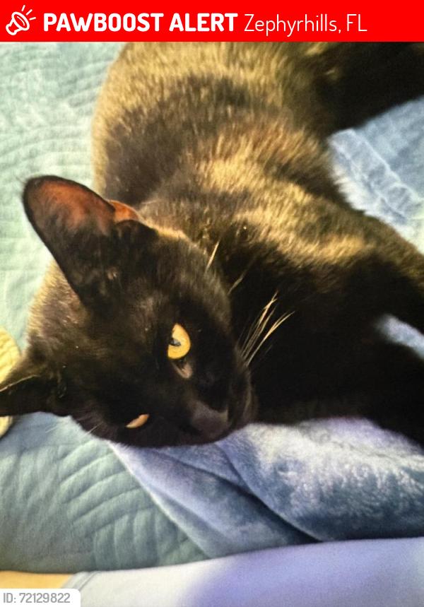 Lost Male Cat last seen C avenue, Zephyrhills, FL 33542