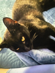 Lost Male Cat last seen C avenue, Zephyrhills, FL 33542
