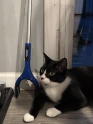 Reunited Male Cat last seen Near pisgah marbury rd, Marbury, MD 20658