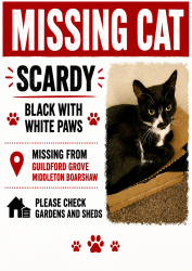 Lost Male Cat last seen Acresfield Road  Boarshaw Primary School, Middleton, England M24