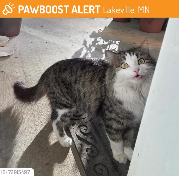 Found/Stray Female Cat last seen Orchard Lake Park, Lakeville, MN 55044