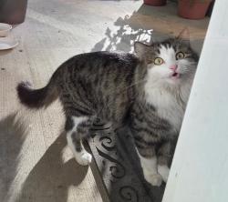 Found/Stray Female Cat last seen Orchard Lake Park, Lakeville, MN 55044