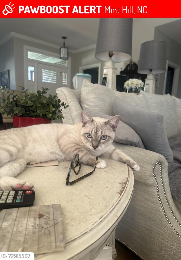 Lost Male Cat last seen Wilgrove Mint Hill Rd, Mint Hill, NC 28227