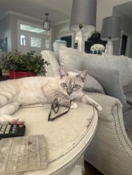 Lost Male Cat last seen Wilgrove Mint Hill Rd, Mint Hill, NC 28227