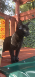 Lost Male Cat last seen Deerhaven Dr. and Overhill Drive, North Tustin, CA 92705