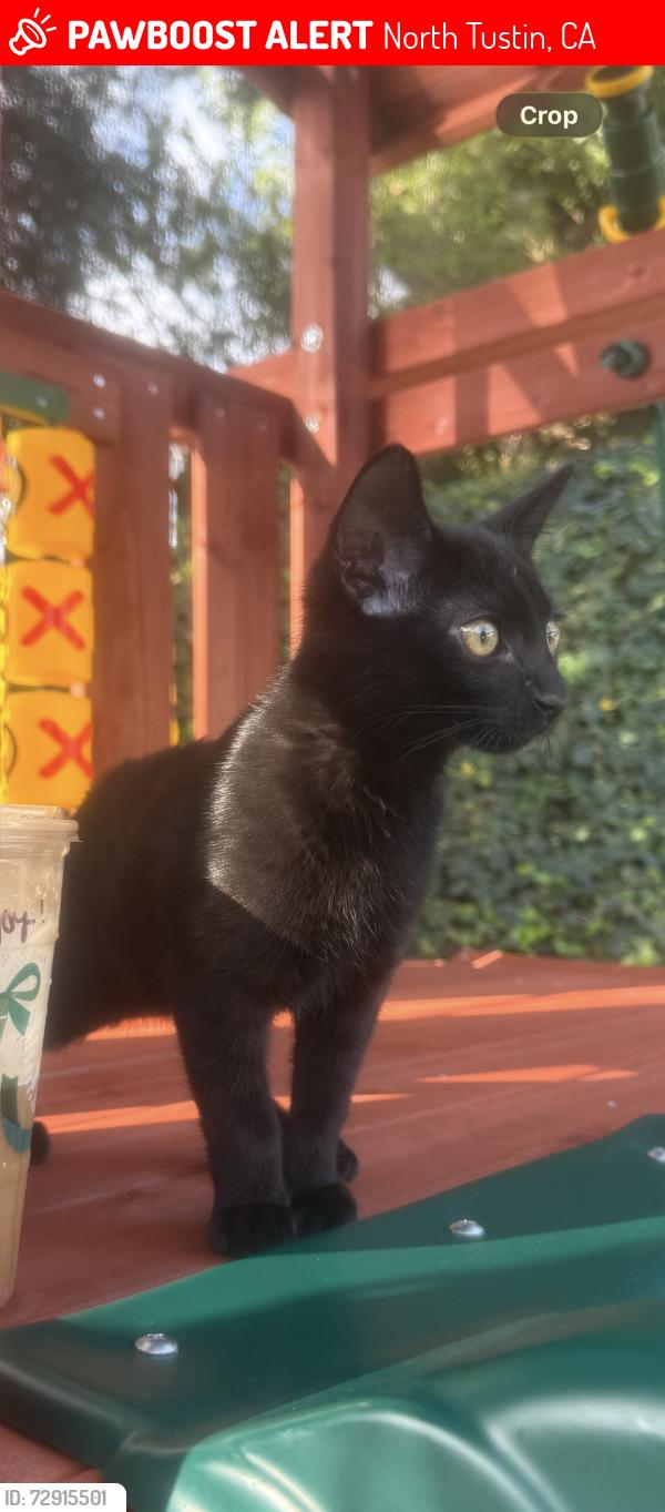 Lost Male Cat last seen Deerhaven Dr. and Overhill Drive, North Tustin, CA 92705