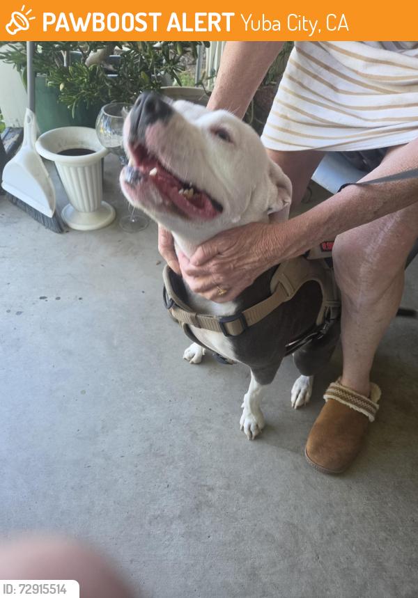 Found/Stray Female Dog last seen Richard and walton, Yuba City, CA 95993