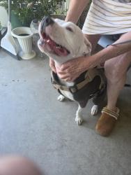 Found/Stray Female Dog last seen Richard and walton, Yuba City, CA 95993
