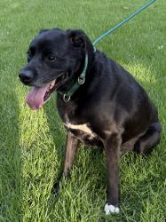 Reunited Male Dog last seen Oak Bend and Rapp Rd. Keller, Keller, TX 76248