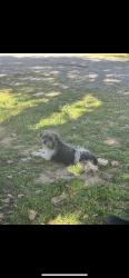 Reunited Female Dog last seen Near Wagonwheel Ct, Azle, TX 76020, USA, Azle, TX 76020