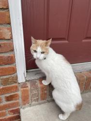 Reunited Male Cat last seen He was returned, Fort Collins, CO 80525