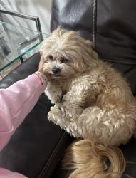 Reunited Male Dog last seen Caribe Lakes, Miami, FL 33185