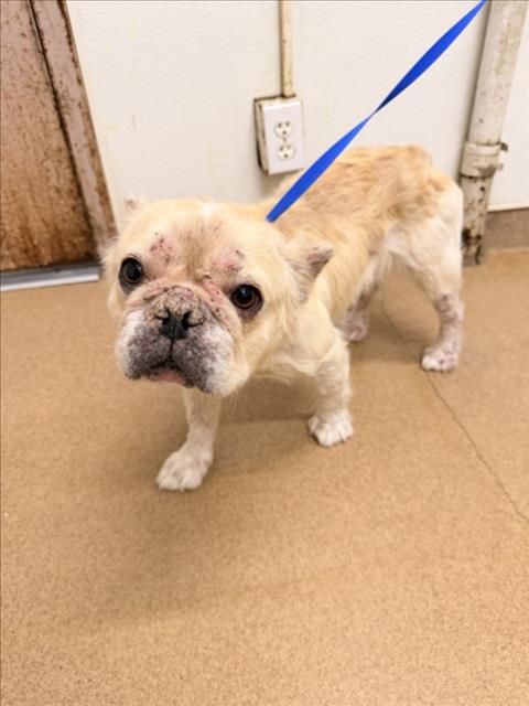 Shelter Stray Female Dog last seen MANON/GADING, 16 Barnes Ct, Hayward, CA 94544, USA