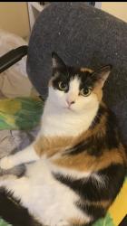 Lost Female Cat last seen Indian Wells and Polynesian , Kissimmee, FL 34746