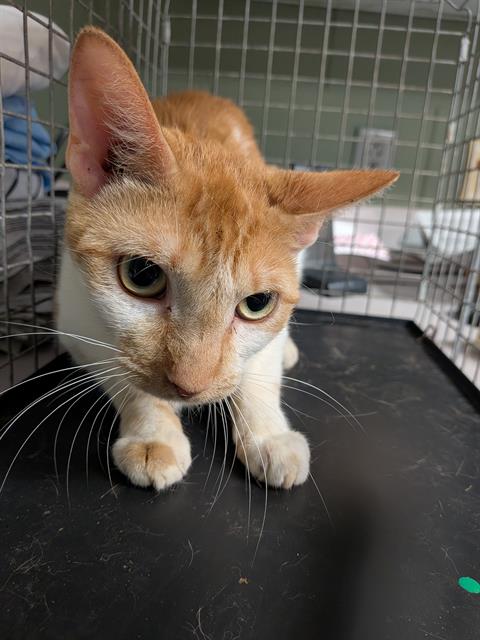 Shelter Stray Female Cat last seen , Jacksonville, FL 32204