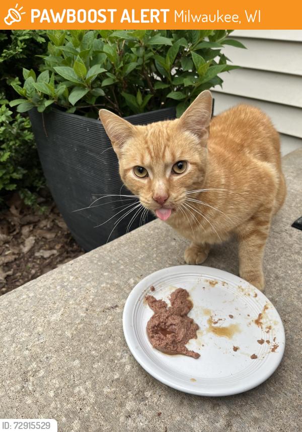 Found/Stray Male Cat last seen 101st and Mill, Milwaukee, WI 53225, Milwaukee, WI 53225
